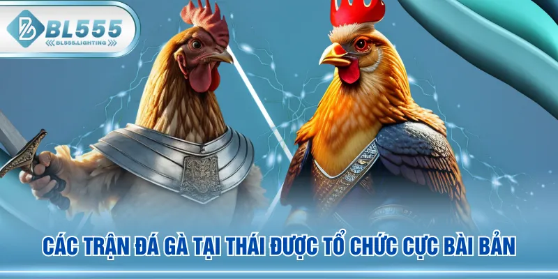 Các trận đá gà tại Thái được tổ chức cực bài bản