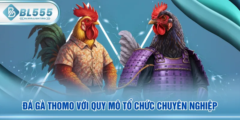 Đá gà Thomo với quy mô tổ chức chuyên nghiệp