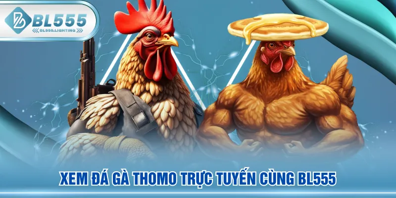 Xem đá gà Thomo trực tuyến cùng BL555